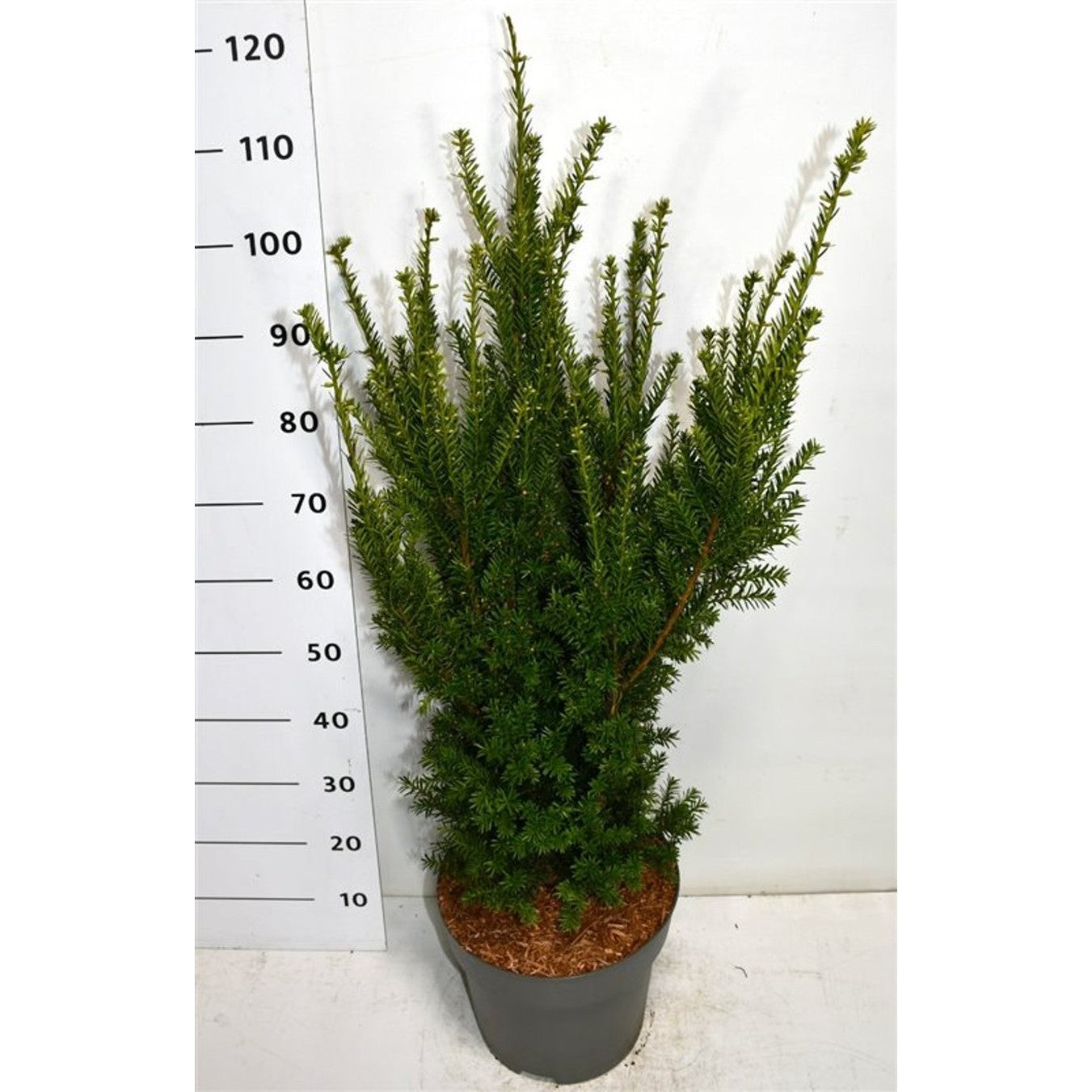 Hybrididegran – Taxus media 'Hillii' - C12 60-80 cm.
